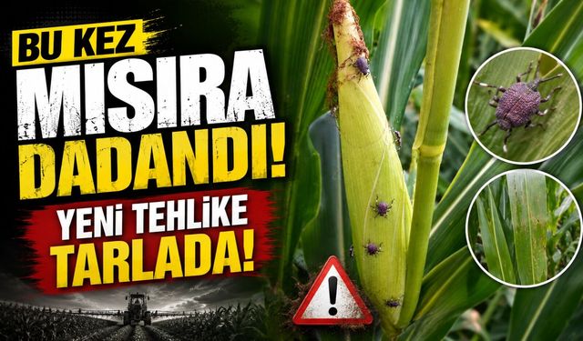 Çarşıbaşı’nda kahverengi kokarca alarmı: Bu kez mısıra yöneldi