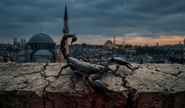 İstanbul’da Akrep Paniği: Evlere Kadar Girmeye Başladılar