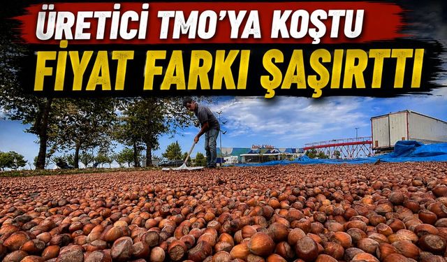 TMO Ordu’da Fındık Alımına Başladı: Serbest Piyasayla Fark Dikkat Çekti