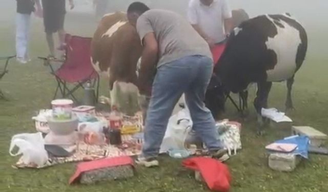 Rize’de Piknik Sofrasına Davetsiz Misafirler: Kovalamaca Güldürdü