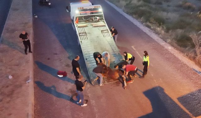 Acılar içinde kıvranan yaralı ata 4 saatlik eziyet verici kurtarma çalışması