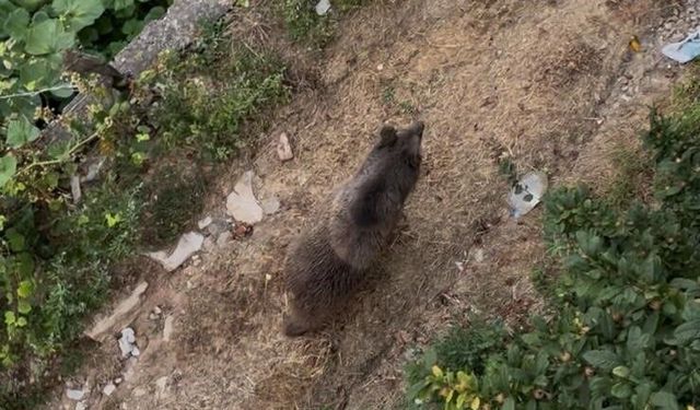 Bahçeye giren ayı paniğe yol açtı