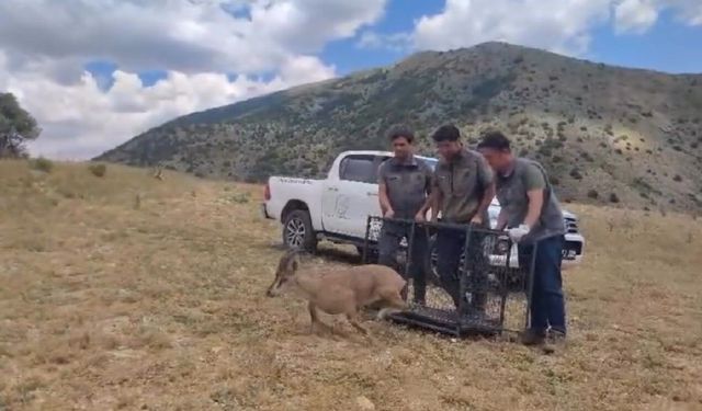 Bayburt'ta tedavisi tamamlanan yaban keçisi yeniden doğaya bırakıldı