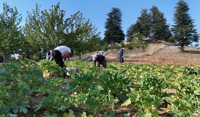 Deprem sonrası hayatını yeniden inşa etti, köyüne döndü: Şimdi kabak yetiştiriyor