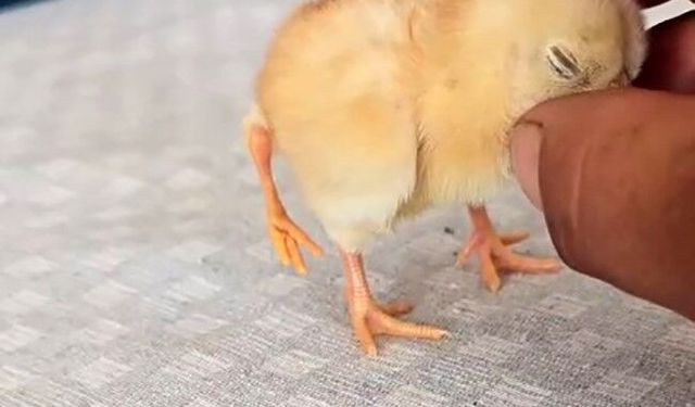Gölbaşı'nda dört ayaklı civciv şaşırttı