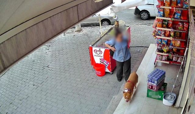 Yine Bir Pitbull Faciası: 5 çocuk annesi kadının parmağı koptu