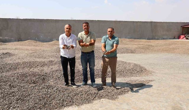 Kahramanmaraş'ta ay çekirdeği hasadı