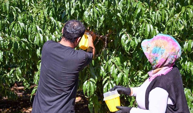Mersin'de Akdeniz Meyve Sineğine karşı 80 bin feromon tuzak desteği