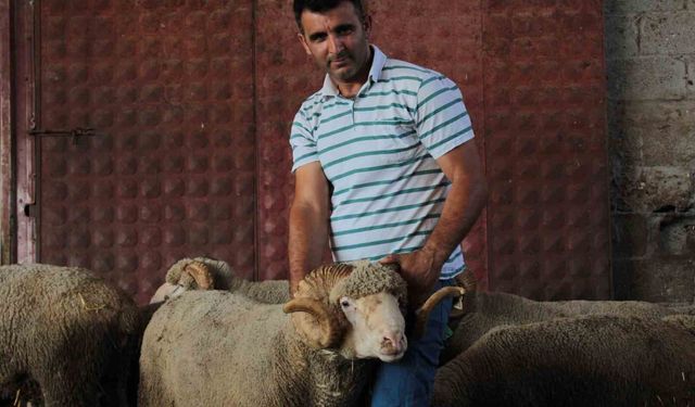 Milyonluk yerli koçun erkek üçüz yavrusu oldu
