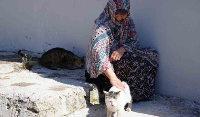 Senelerdir sahipsiz hayvanları besleyen kadın, 10 yıldır baktığı sokak kedisini kaybetti: 'İki gün ağladım'