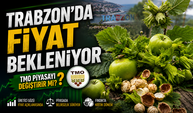 Güncel Fındık Fiyatları: TMO Alımları Başladı, Piyasa Karıştı