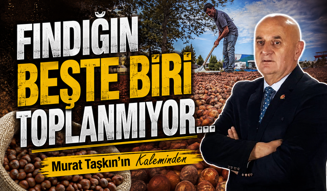 Fındığın Beşte Biri Toplanmıyor…