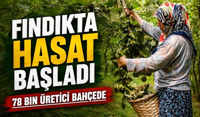 Giresun’da Fındık Hasadı Başladı: 78 Bin Üreticiyi Bekleyen Büyük Tehdit