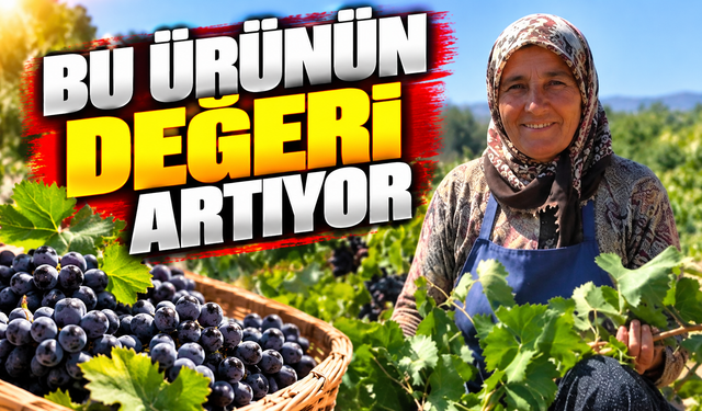 Siirt’te tayfi üzümü hasadı başladı: Değeri her geçen gün artıyor