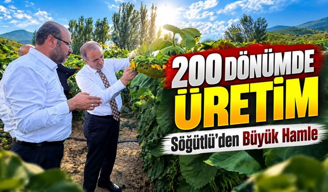 Söğütlü Belediyesi 200 Dönümlük Arazide Ayçiçeği Üretimine Başladı