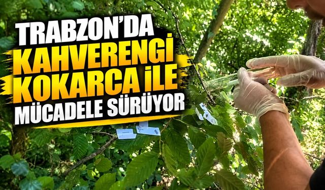 Trabzon’da Kahverengi Kokarcaya Büyük Mücadele: 112 Bin Parazitoit Salındı