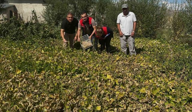 Aydıntepe şeker fasulyesi tarlada denetlendi