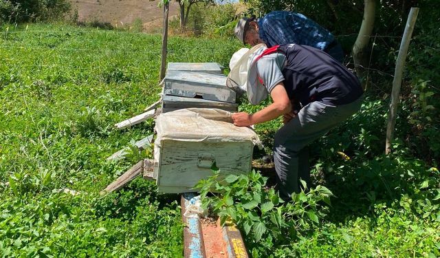 Bayburt'ta arılı kovan tespit çalışmaları sürüyor