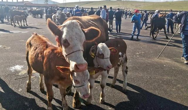 Bayburt'ta yetiştiricilere şap hastalığı uyarısı
