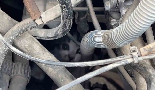 Kaputta sıkışan yavru kedinin imdadına itfaiye yetişti