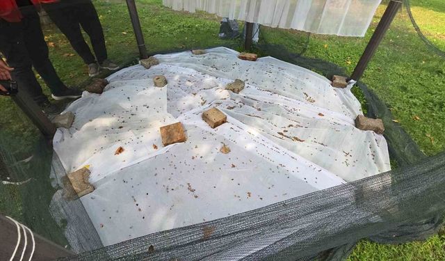 Meyve ve sebze düşmanı kokarcalar önce cezbediliyor, sonra öldürülüyor