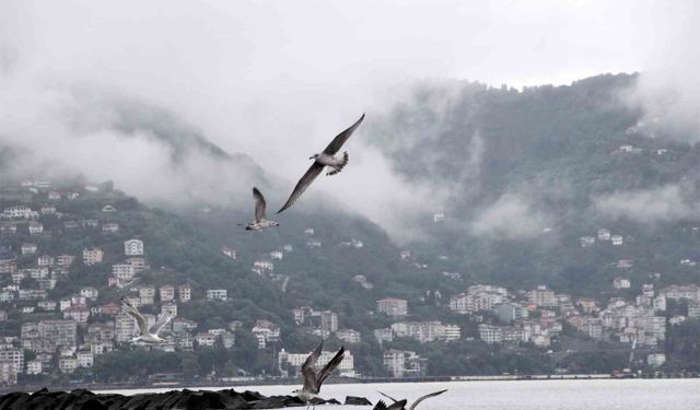 Ordu'da görsel şölen