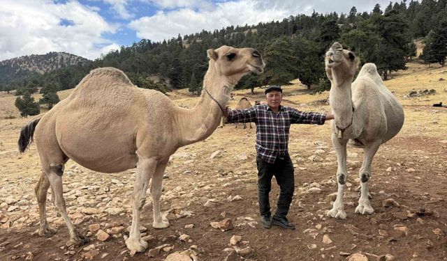 Son deveci Sarıkeçili: 73 yaşında atalarının geleneğini yaşatıyor