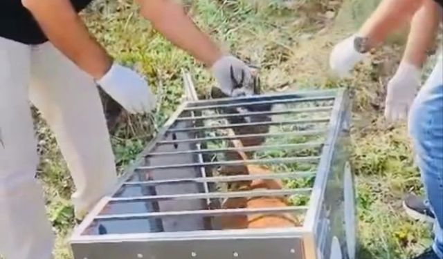 Yaralı karaca tedavisinin ardından doğaya salındı