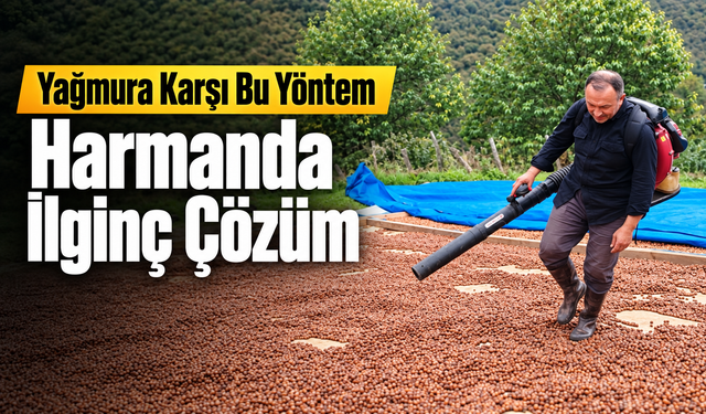 Yağmur Fındığı Vurdu: Giresunlu Üreticiden İlginç Çözüm