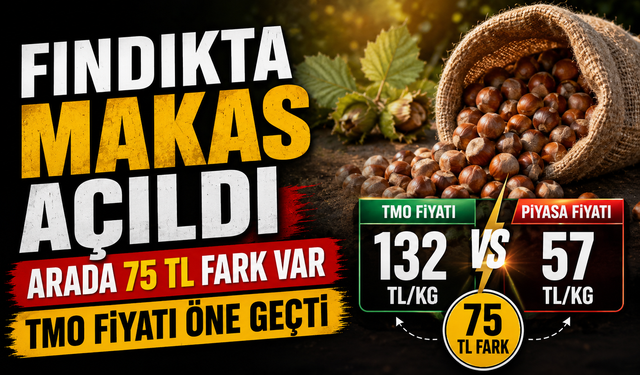 Fındık Fiyatlarında Makas Açıldı: TMO İle Piyasa Arasında Büyük Fark