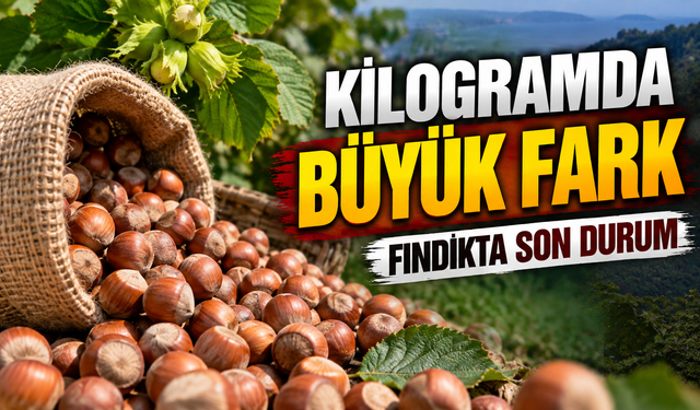 Üretici satmadan önce baksın: Güncel fındık fiyatları