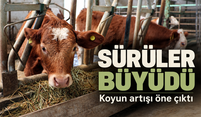 TÜİK Haziran 2026 verilerini yayımladı: Küçükbaşta dikkat çeken yükseliş