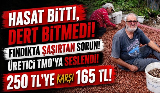 Trabzon’da Foşa Fındığı Hasadı Bitti: Üreticinin Gözü Şimdi TMO’da