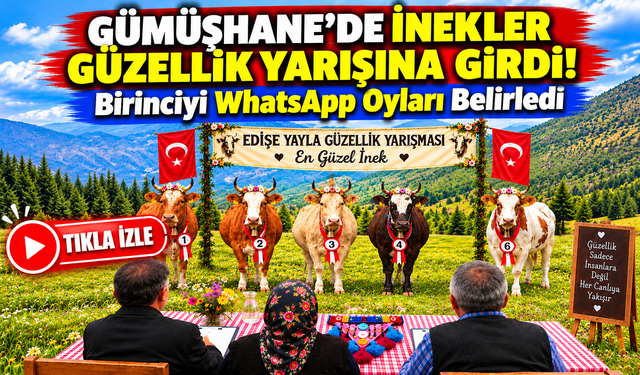 Gümüşhane'de İnekler Güzellik Yarışına Girdi! Birinciyi WhatsApp Oyları Belirledi