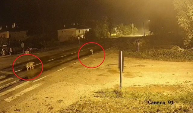 Bayburt’ta Köye İnen Kurt Sürüsü Kameraya Yansıdı