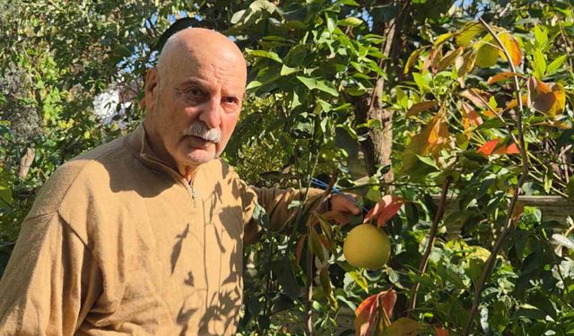 Ağaç kavununa benzeyen pomelo Karadeniz'de meyve verdi