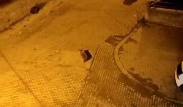 Ayılar mahalleyi istila etti
