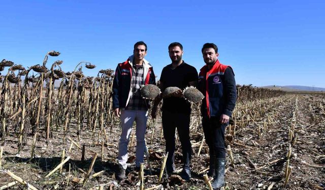 Bayburt'ta ayçiçeği tarlalarında hasat kontrolleri yapıldı