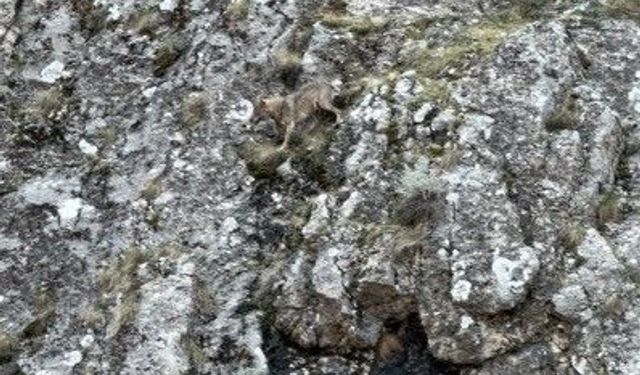 Erzincan'da kurtlarla yaban keçilerinin amansız mücadelesi kamerada