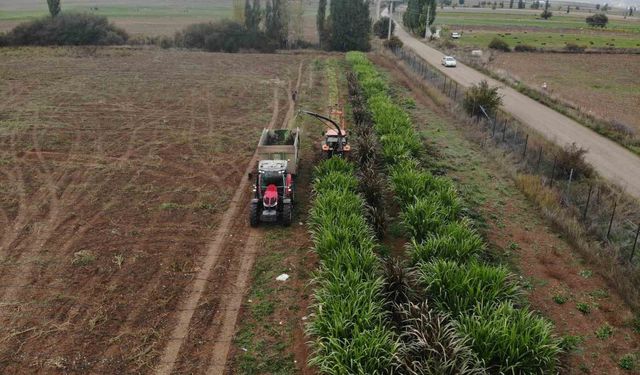 Gümüşhane'de deneme amaçlı dikilen fil otunun bölgeye uyumu test edilecek