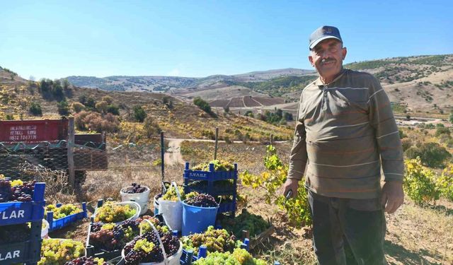 Yozgat'ta bağ bozumu heyecanı pekmez yolculuğuna uzandı
