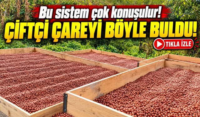 Ordu'da Fındık Üreticisi Öyle Bir Sistem Yaptı Ki! Yağmur Yağsa da Fındıkları Islanmıyor
