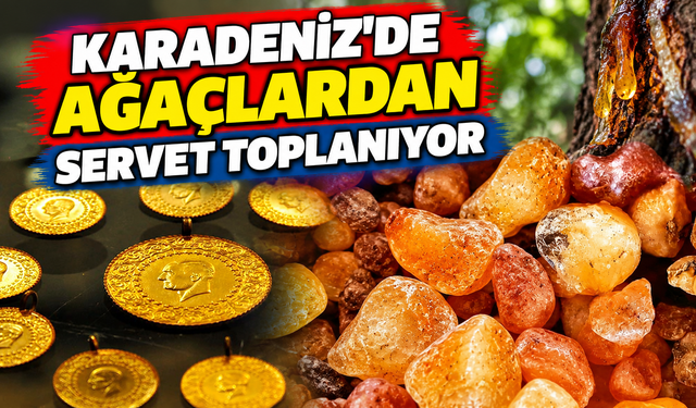 Toplaması Zahmetli Fiyatı Yüksek! Artvin'in Çam Sakızı Türkiye'ye Gönderiliyor
