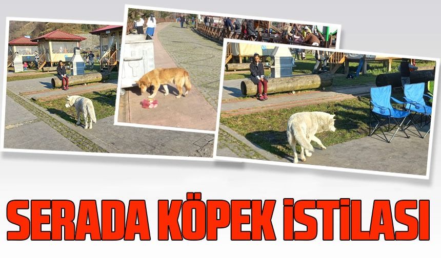 Trabzon'un Sera Vadisi'nde Başıboş Köpek İstilası. Vatandaşlar ve Çocuklar Endişeli