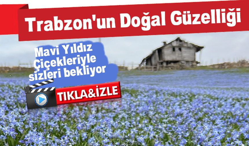 Trabzon'un Doğal Güzelliği: Mavi Yıldız Çiçekleriyle sizleri bekliyor