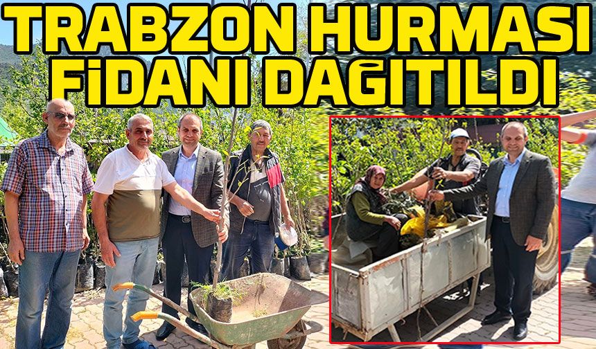 Bayırköy'de Tarımsal Canlanma: Trabzon Hurma Fidanı Dağıtıldı ; Belediye Atıl Araziyi Değerlendirmeye Devam Ediyor
