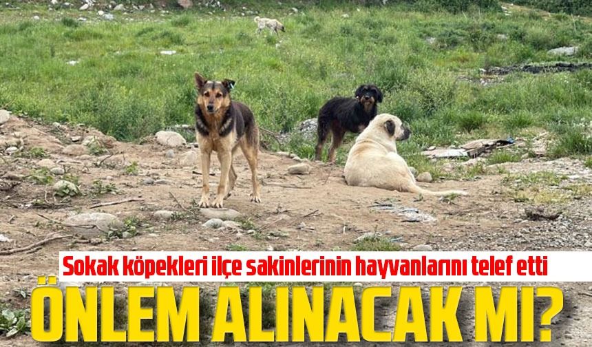 Ardeşen'de Sokak Köpekleri Tarafından Telef Edilen Hayvanlar Yüzünden Mağdur Olan İlçe Sakinleri