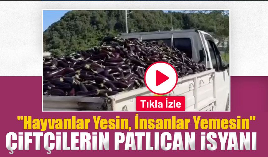 Antalyalı Çiftçilerin Patlıcan İsyanı: "Hayvanlar Yesin, İnsanlar Yemesin"