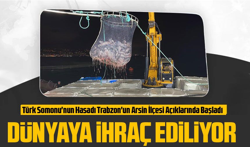 Türk Somonu'nun Hasadı Trabzon'un Arsin İlçesi Açıklarında Başladı
