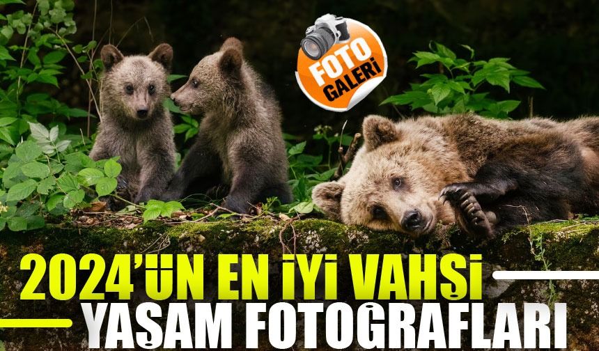 Doğanın Büyüleyici Sırrı Keşfedildi: İşte 2024'ün En İyi Vahşi Yaşam Fotoğrafları